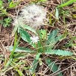 Chaptalia piloselloides habit picture by Trap Hers (cc-by-sa)