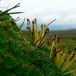 Azorella pedunculata fruit picture by Fabien Anthelme (cc-by-sa)