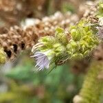 Phacelia artemisioides flower picture by Trap Hers (cc-by-sa)