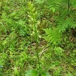 Platanthera bifolia leaf picture by Talvilahti Heidi (cc-by-sa)