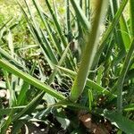 Yucca flaccida leaf picture by fort mill (cc-by-sa)