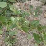 Smilax anceps habit picture by Sylvain Piry (cc-by-sa)