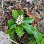 Pachysandra terminalis habit picture by Matthias Foellmer (cc-by-sa)