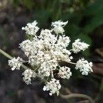 Daucus carota flower picture by michel cosme (cc-by-sa)