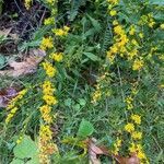 Solidago caesia flower picture by Glen Mo (cc-by-sa)