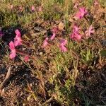 Silene dioica habit picture by Campoamor Ramon (cc-by-sa)