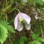 Clematis alpina flower picture by jean-michel lopez (cc-by-sa)