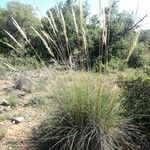 Macrochloa tenacissima habit picture by GV Josefo Ludovico (cc-by-sa)