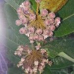 Asclepias purpurascens flower picture by Jennifer Jennifer (cc-by-sa)