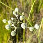 Eryngium elegans flower picture by Trap Hers (cc-by-sa)