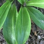 Gavilea lutea leaf picture by Daniel Barthelemy (cc-by-nc)