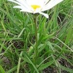 Leucanthemum maximum habit picture by Eric Favre (cc-by-sa)