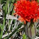 Kleinia picticaulis flower picture by susan brown (cc-by-sa)