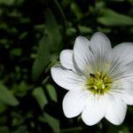 Cerastium gibraltaricum flower picture by Manuel Hernández (cc-by-sa)