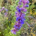 Trichostema lanatum flower picture by Karin Baker (cc-by-sa)