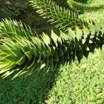 Araucaria araucana leaf picture by Basile Basile (cc-by-sa)