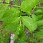 Sambucus canadensis leaf picture by Taylor (cc-by-sa)