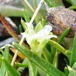 Colobanthus quitensis flower picture by Fabien Anthelme (cc-by-sa)