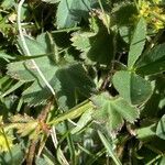 Alchemilla glaucescens leaf picture by Francois Mansour (cc-by-sa)