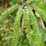 Adiantum hispidulum leaf picture by JF B (cc-by-sa)