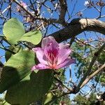 Bauhinia variegata flower picture by Alex (cc-by-sa)