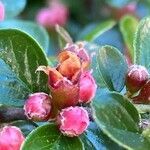 Cotoneaster horizontalis flower picture by grutz (cc-by-sa)