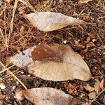 Juglans cinerea leaf picture by William Coville (cc-by-sa)