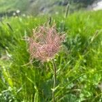 Geum montanum flower picture by Marie-Liesse (cc-by-sa)