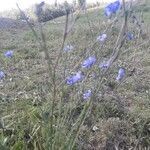 Linum perenne habit picture by Kerstin Kerstin (cc-by-sa)