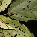 Hampea appendiculata leaf picture by Nelson Zamora Villalobos (cc-by-nc)