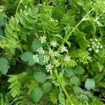 Oenanthe aquatica flower picture by Hubert Calonne (cc-by-sa)