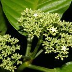 Psychotria limonensis habit picture by Nelson Zamora Villalobos (cc-by-nc)