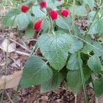 Salvia coccinea buc'hoz ex leaf picture by fulai fulai (cc-by-sa)