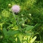 Cirsium altissimum flower picture by Leah Harrison (cc-by-sa)