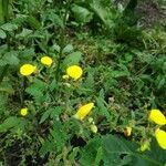 Calceolaria tripartita flower picture by Andrade Daniel (cc-by-sa)