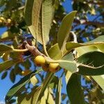 Ficus elastica fruit picture by Calero Ana (cc-by-sa)