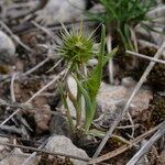 Echinaria capitata flower picture by John Walsh (cc-by-sa)