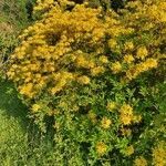 Rhododendron luteum habit picture by Boris Turk (cc-by-sa)