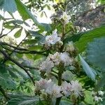 Aesculus hippocastanum flower picture by Clara (cc-by-sa)