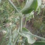 Centaurea sicula leaf picture by Tommy Watson (cc-by-sa)