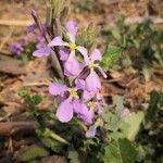 Orychophragmus violaceus flower picture by Dieter Albrecht (cc-by-sa)