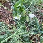 Pisum sativum habit picture by Gilles Istin (cc-by-sa)