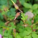 Geranium purpureum fruit picture by mrostf (cc-by-sa)