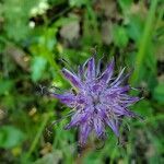 Phyteuma scheuchzeri flower picture by Nicolas Lescureux (cc-by-sa)