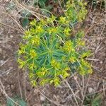 Euphorbia hirsuta flower picture by Marco Varricchione Marco Varricchione (cc-by-sa)