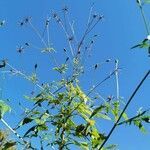 Bidens subalternans habit picture by Mladen Glavic (cc-by-sa)