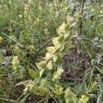 Rhinanthus alectorolophus habit picture by Claudio Malpede (cc-by-sa)