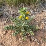 Scolymus hispanicus habit picture by Sastre Oriol (cc-by-sa)