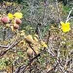 Cochlospermum vitifolium fruit picture by Grzegorz Bunia (cc-by-sa)