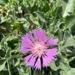 Centaurea pullata flower picture by cidral bianca (cc-by-sa)